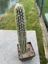 Pilosocereus spec.